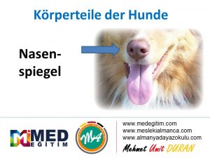 Köpeklerin Vücut Parçalarının Almancası - Körperteile der Hunde 14