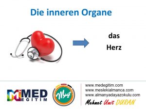 Ordne die inneren Organe - İç Organların Eşleştirilmesi (B1) 3