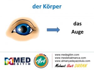 der Körper - Vücudun Bölümlerinin Almancası 18