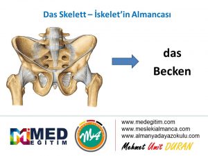 İskeletin Almancası - das Skelett 2
