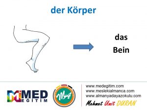 der Körper - Vücudun Bölümlerinin Almancası 17