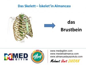 İskeletin Almancası - das Skelett 3