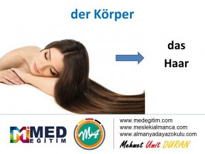der Körper - Vücudun Bölümlerinin Almancası 16