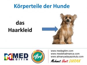 Köpeklerin Vücut Parçalarının Almancası - Körperteile der Hunde 2