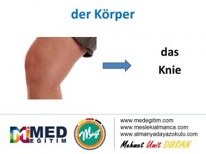 der Körper - Vücudun Bölümlerinin Almancası 15