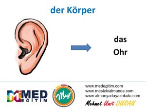 der Körper - Vücudun Bölümlerinin Almancası 14