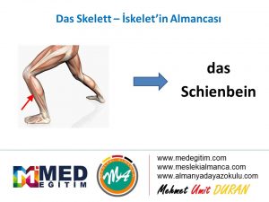 İskeletin Almancası - das Skelett 4