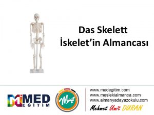 İskeletin Almancası - das Skelett 5