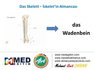 İskeletin Almancası - das Skelett 6