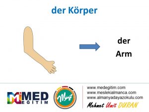 der Körper - Vücudun Bölümlerinin Almancası 13