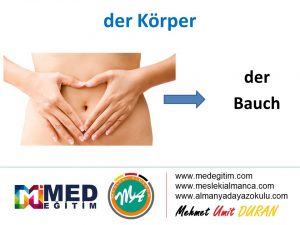 der Körper - Vücudun Bölümlerinin Almancası 12