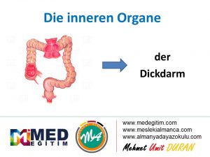 Ordne die inneren Organe - İç Organların Eşleştirilmesi (B1) 4