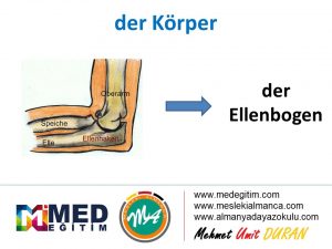der Körper - Vücudun Bölümlerinin Almancası 7