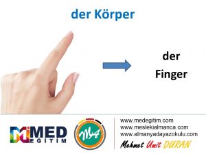 der Körper - Vücudun Bölümlerinin Almancası 8