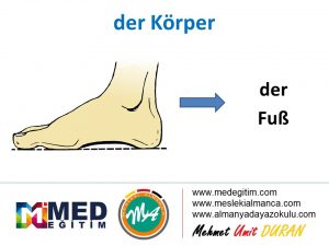 der Körper - Vücudun Bölümlerinin Almancası 9