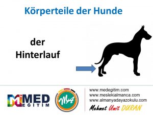 Köpeklerin Vücut Parçalarının Almancası - Körperteile der Hunde 4