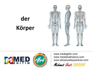 der Körper - Vücudun Bölümlerinin Almancası 11