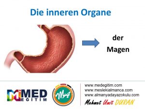 Ordne die inneren Organe - İç Organların Eşleştirilmesi (B1) 5