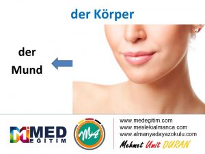 der Körper - Vücudun Bölümlerinin Almancası 6