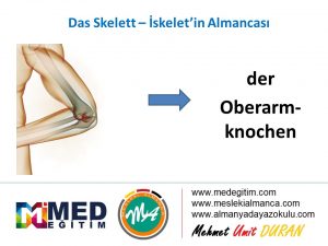 İskeletin Almancası - das Skelett 7