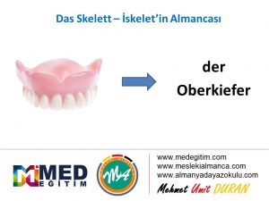 İskeletin Almancası - das Skelett 8