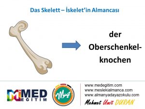 İskeletin Almancası - das Skelett 9