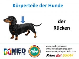 Köpeklerin Vücut Parçalarının Almancası - Körperteile der Hunde 5