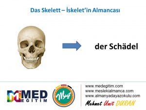 İskeletin Almancası - das Skelett 10