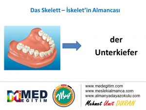 İskeletin Almancası - das Skelett 11