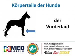 Köpeklerin Vücut Parçalarının Almancası - Körperteile der Hunde 8
