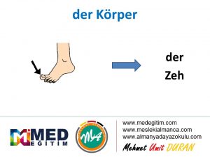 der Körper - Vücudun Bölümlerinin Almancası 2