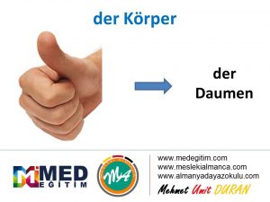 der Körper - Vücudun Bölümlerinin Almancası 3