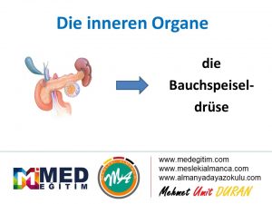 Ordne die inneren Organe - İç Organların Eşleştirilmesi (B1) 6