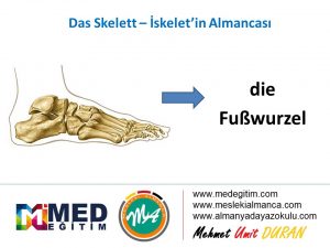 İskeletin Almancası - das Skelett 12