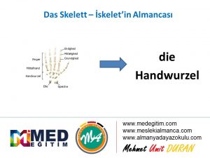 İskeletin Almancası - das Skelett 13