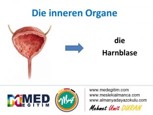 Ordne die inneren Organe - İç Organların Eşleştirilmesi (B1) 2