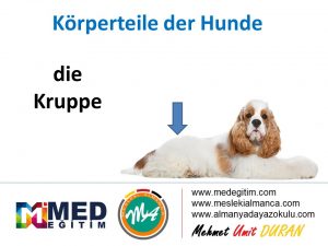 Köpeklerin Vücut Parçalarının Almancası - Körperteile der Hunde 9
