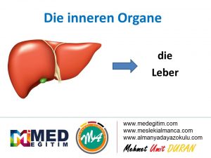 Ordne die inneren Organe - İç Organların Eşleştirilmesi (B1) 7