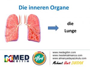 Ordne die inneren Organe - İç Organların Eşleştirilmesi (B1) 8