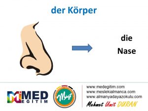 der Körper - Vücudun Bölümlerinin Almancası 4