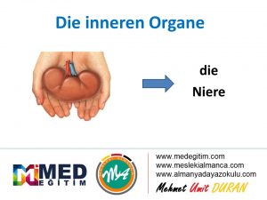 Ordne die inneren Organe - İç Organların Eşleştirilmesi (B1) 9