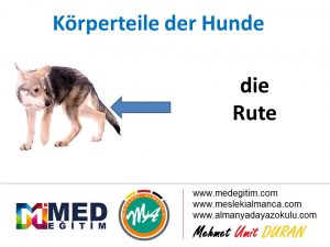 Köpeklerin Vücut Parçalarının Almancası - Körperteile der Hunde 10