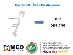 İskeletin Almancası - das Skelett 14