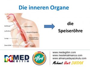 Ordne die inneren Organe - İç Organların Eşleştirilmesi (B1) 10