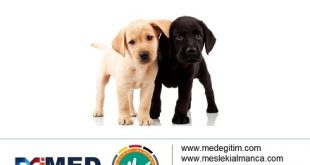 Köpeklerin Vücut Parçalarının Almancası - Körperteile der Hunde 57