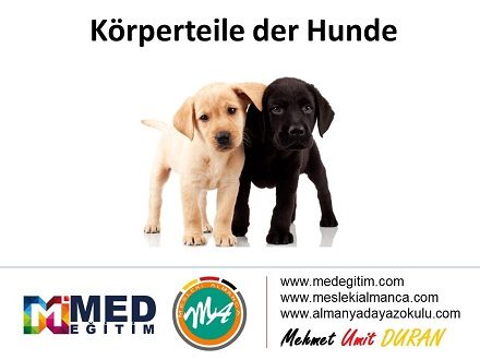 Köpeklerin Vücut Parçalarının Almancası - Körperteile der Hunde 1