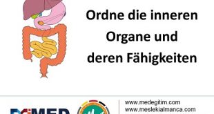 Ordne die inneren Organe - İç Organların Eşleştirilmesi (B1) 59