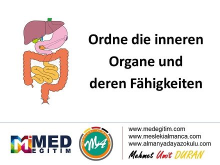 Ordne die inneren Organe - İç Organların Eşleştirilmesi (B1) 1