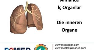 İç Organların Almancası - Die inneren Organe 9