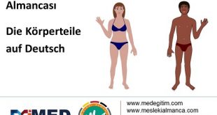 Almanca Vücudun Bölümleri - Die Körperteile auf Deutsch 58